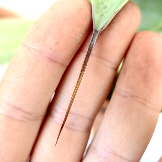 Agave ovatifolia x Agave celsii x Agave eborispina sharp brown spine on succulent leaf close-up