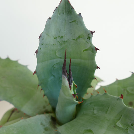 Agave ovatifolia x Agave salmiana var. ferox Sukkulente mit breiten blau-grünen Blättern und rötlichen Dornen