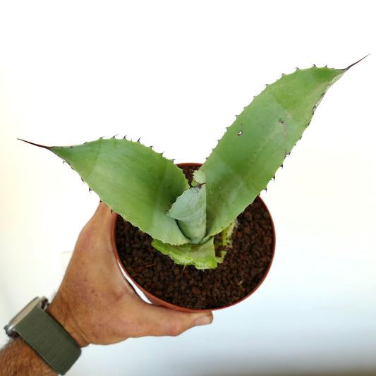 Agave ovatifolia x bovicornuta Sukkulente mit breiten grünen Blättern und scharfen Dornen im Topf