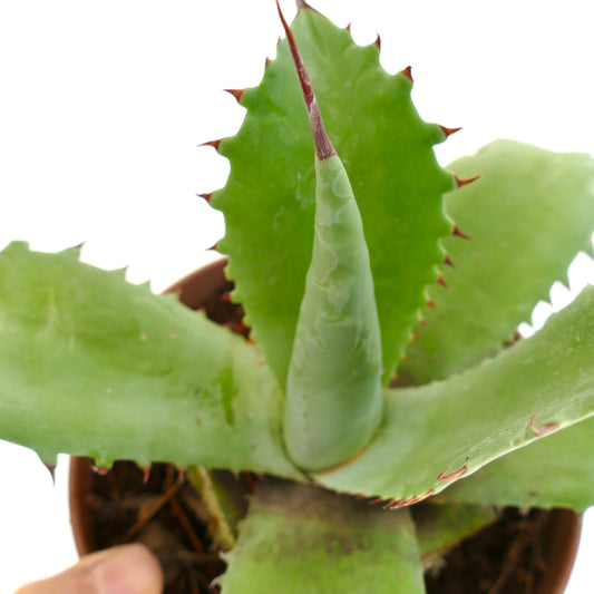 Agave ovatifolia x bovicornuta succulent with thick green leaves and sharp red spines