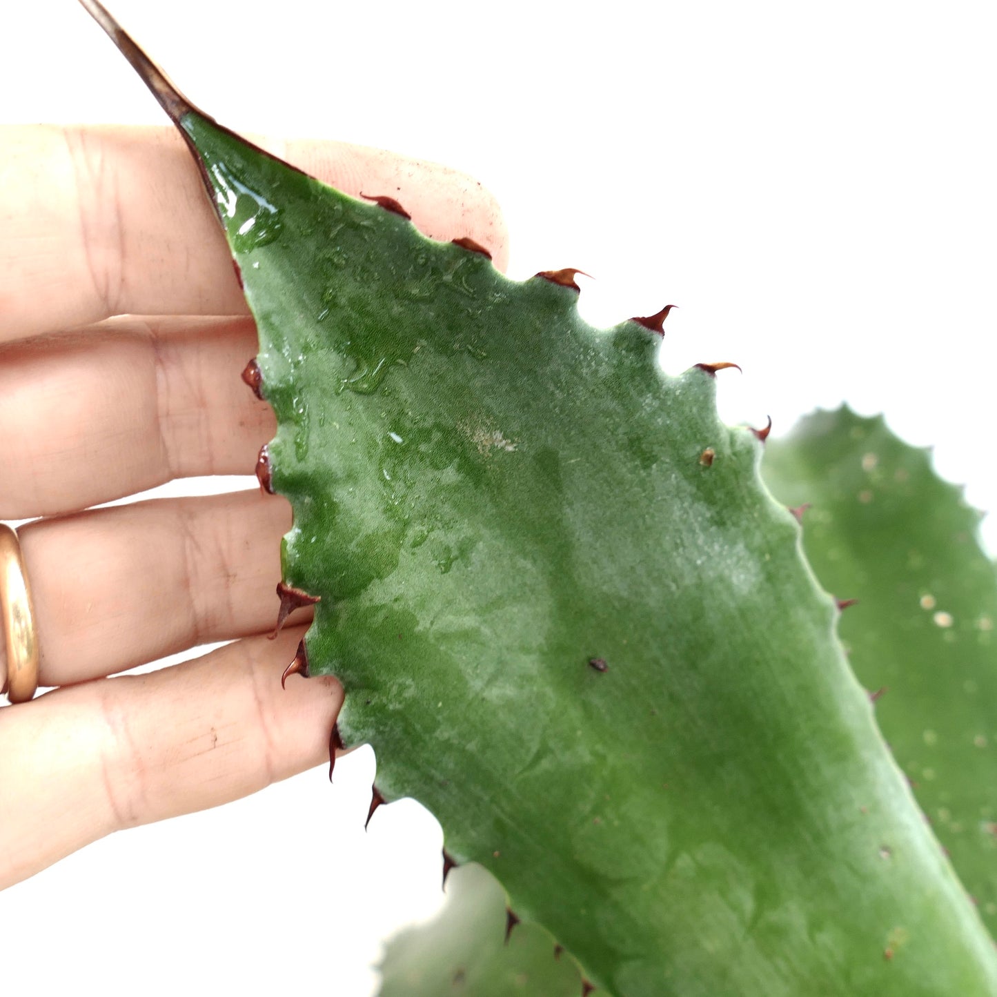 Agave ovatifolia x bovicornuta succulent leaf with sharp reddish spines and smooth green texture