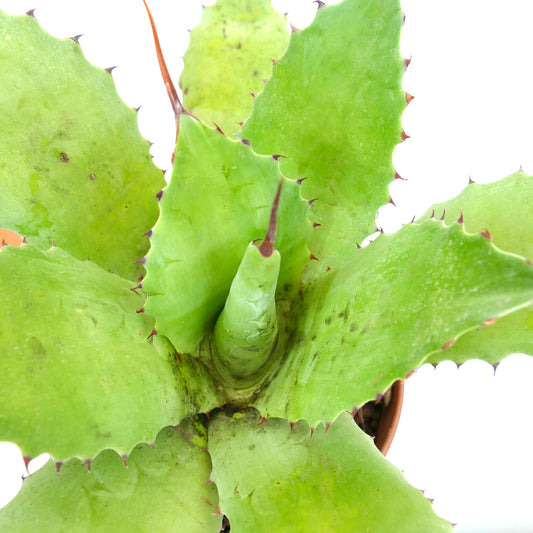 Agave ovatifolia x bovicornuta succulent with broad green leaves and reddish spines along edges