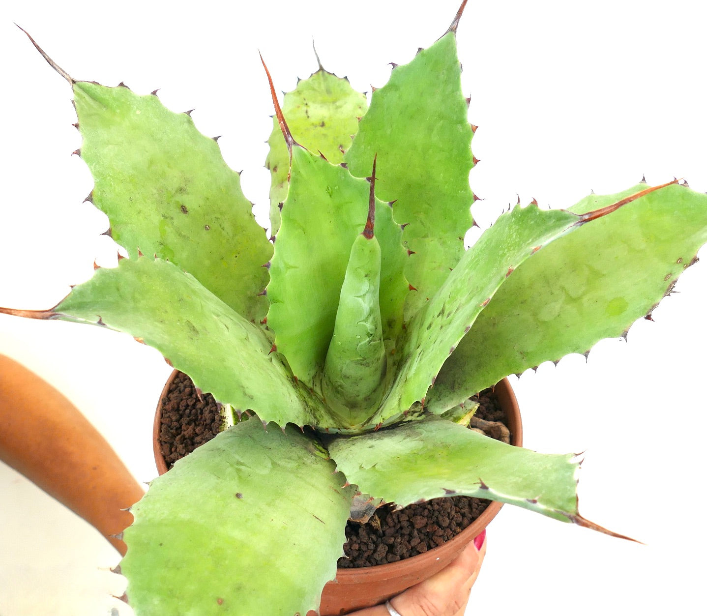 Agave ovatifolia x bovicornuta succulent with broad green leaves and prominent brown spines