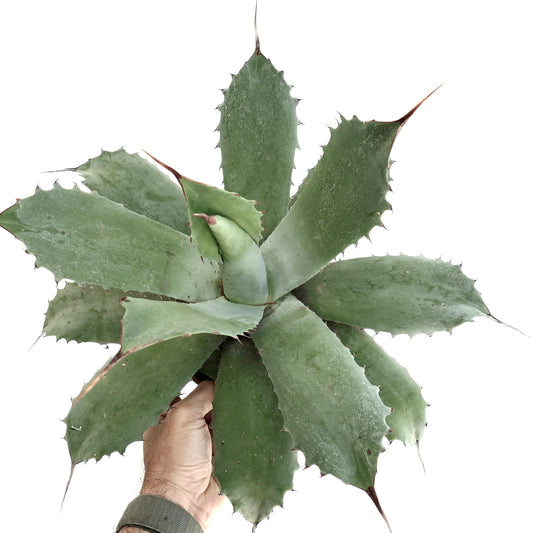 Agave ovatifolia x cerulata x parryii succulent with broad gray-green leaves and sharp spines