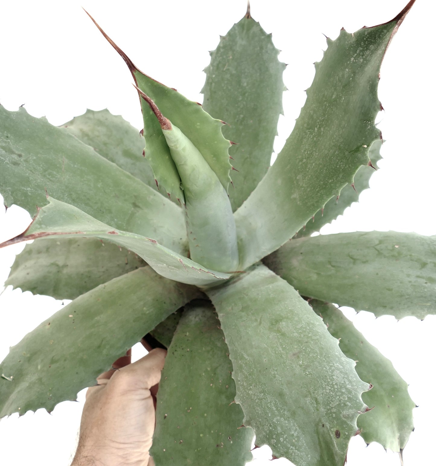 Agave ovatifolia x cerulata x parryii succulent with broad gray-green leaves and sharp reddish spines