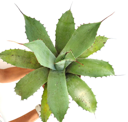 Agave ovatifolia x eborispina large succulent with thick green leaves and sharp spines