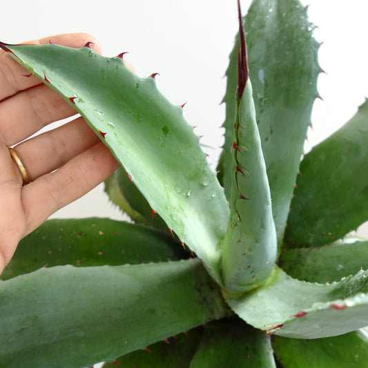 Agave ovatifolia x parrasana succulent with broad blue-green leaves and red spines close-up
