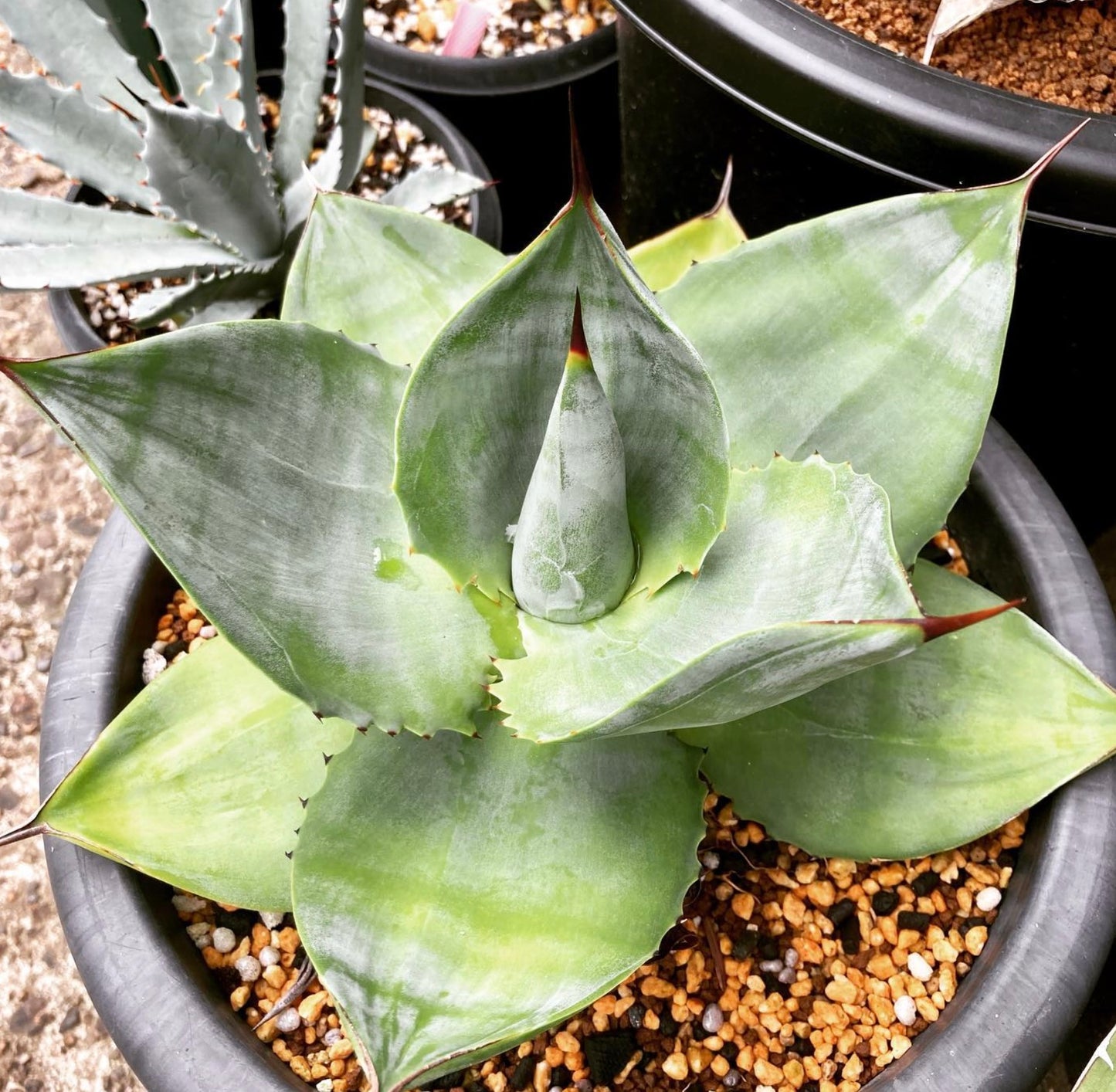 Agave pachycentra succulent with broad blue-green leaves and sharp reddish spines in pot