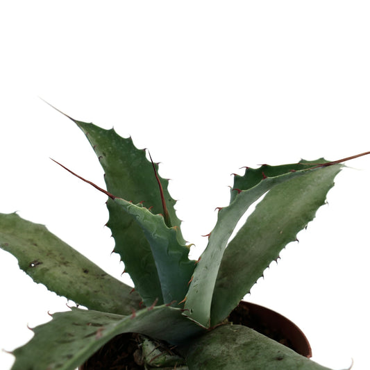 Agave parrasana succulent with thick spiny leaves and pointed tips in a pot