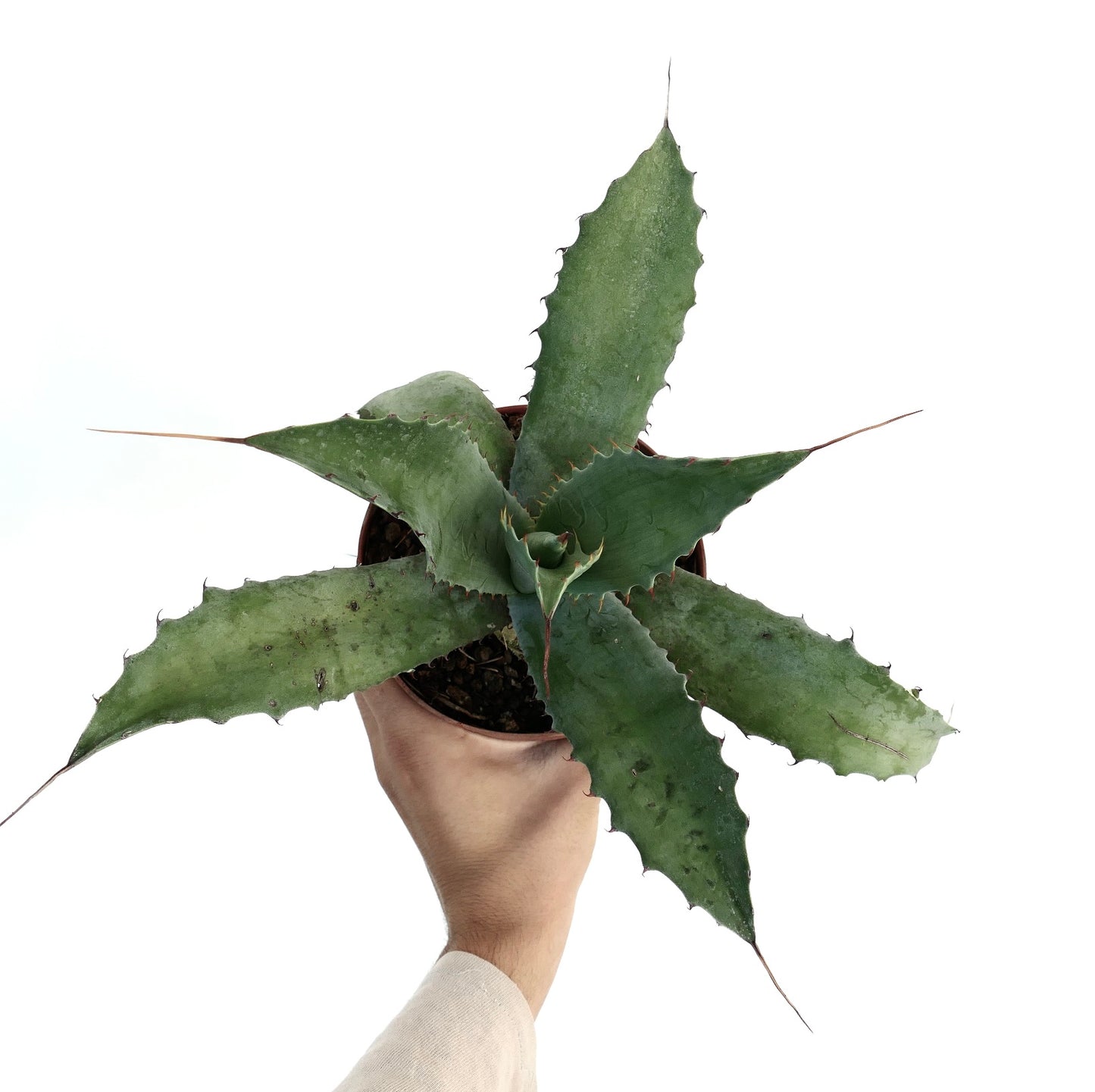 Agave parrasana succulent with broad spiny leaves and pointed tips in a pot held by hand