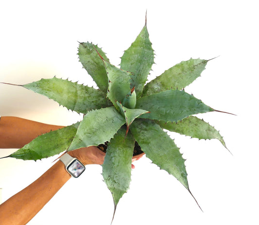 Agave parrasana eborispina succulent with broad spiny leaves and pointed tips in a pot