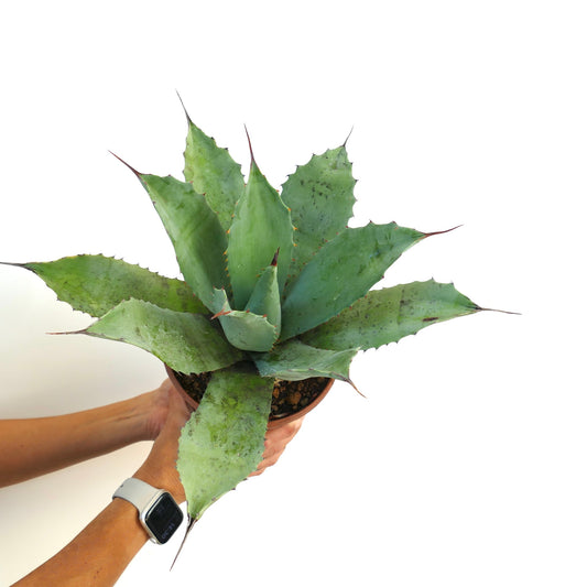 Agave parrasana succulent with broad blue-green leaves and sharp reddish spines in pot