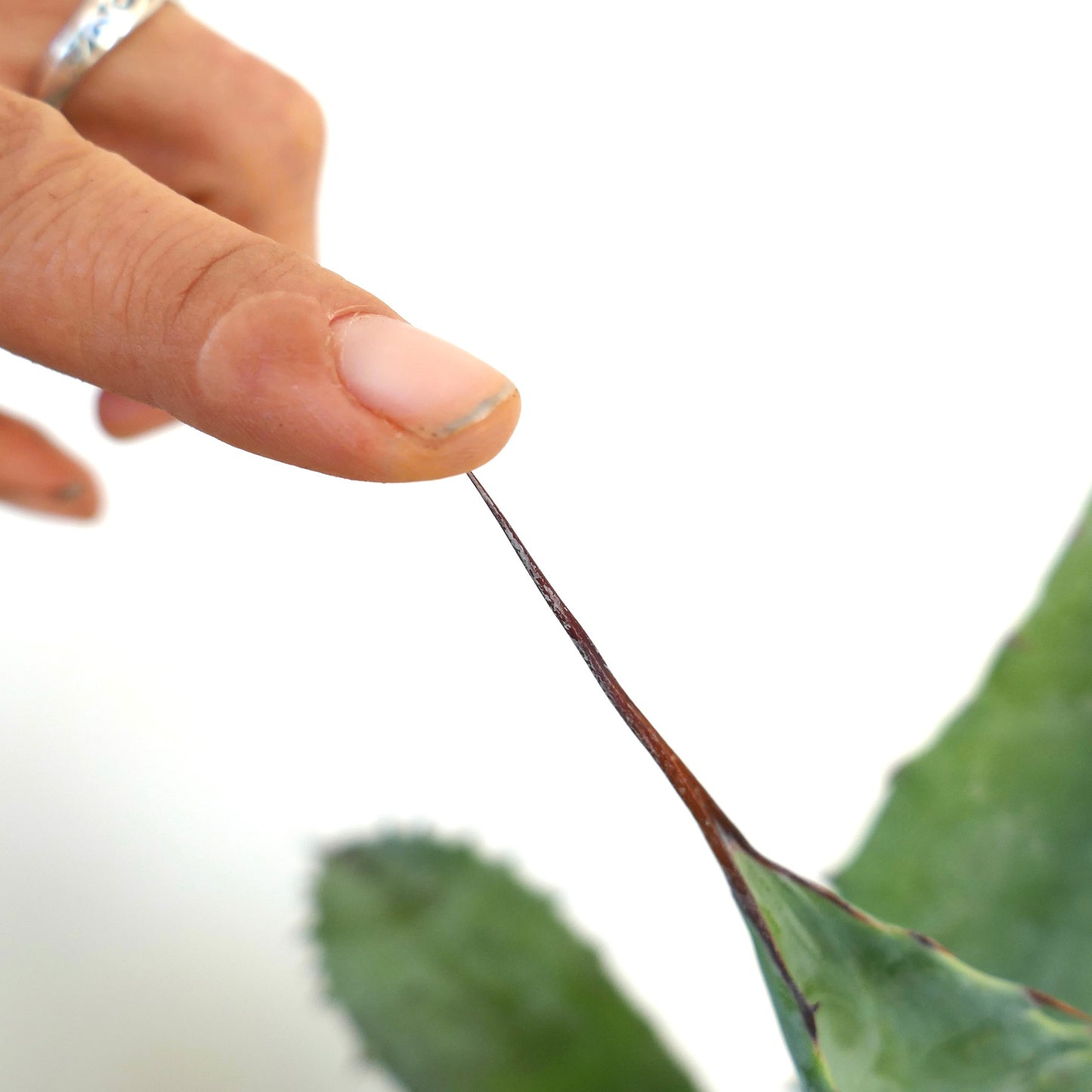 Agave parrasana sharp brown spine on thick green succulent leaf close-up