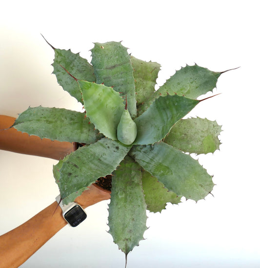 Agave parrasana X Aagave bovicornuta X Agave ovatifolia F3 succulent with broad spiny blue-green leaves