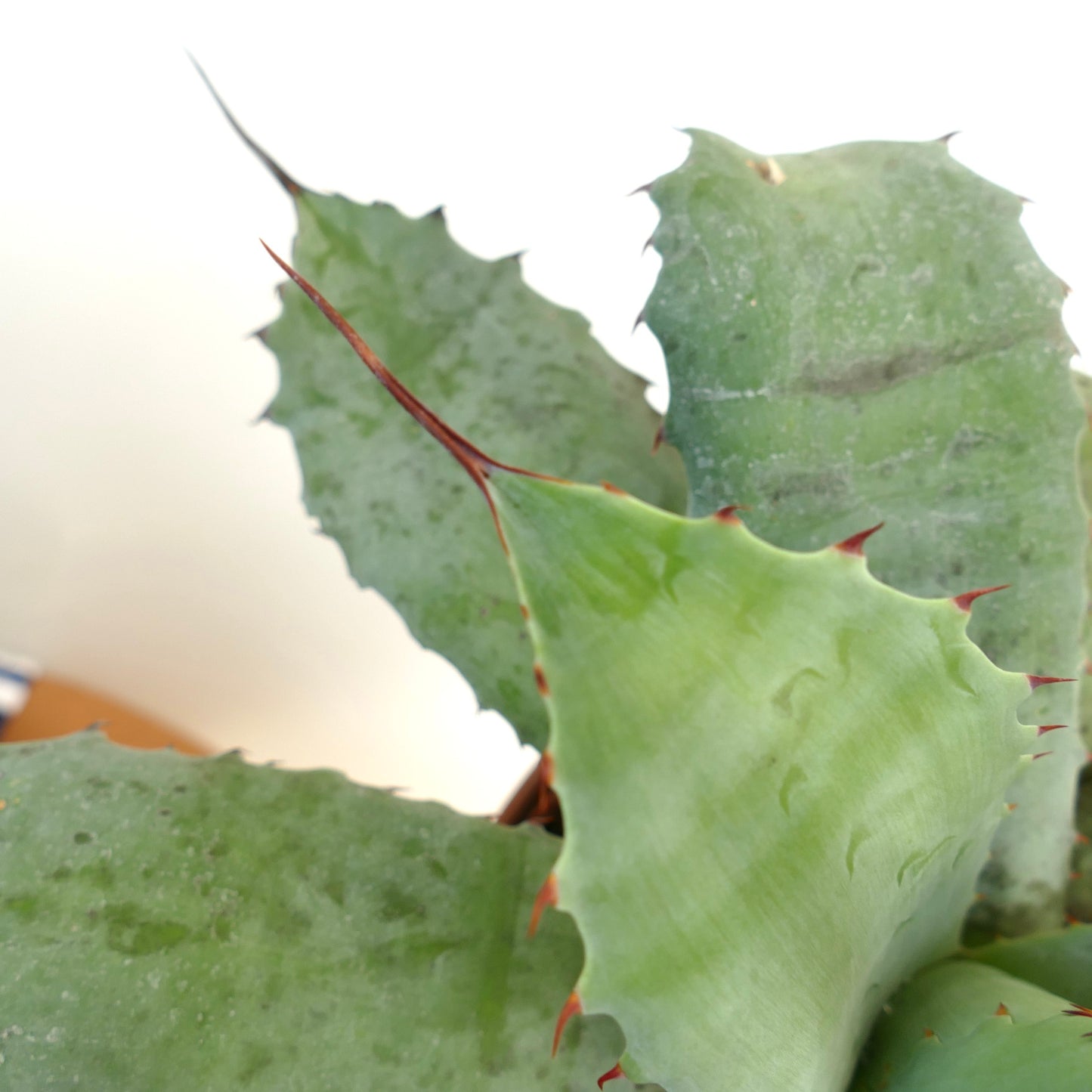 Agave parrasana X Aagave bovicornuta X Agave ovatifolia F3 succulent with broad spiny green leaves and reddish tips