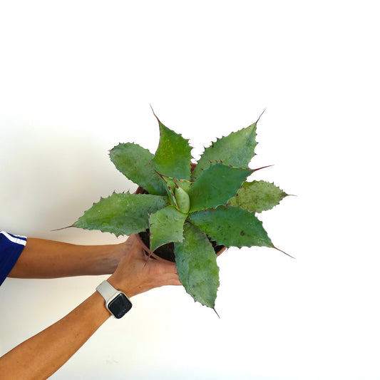 Agave parrasana X Agave bovicornuta X Agave salmiana F3 succulent with broad spiny green leaves and pointed tips