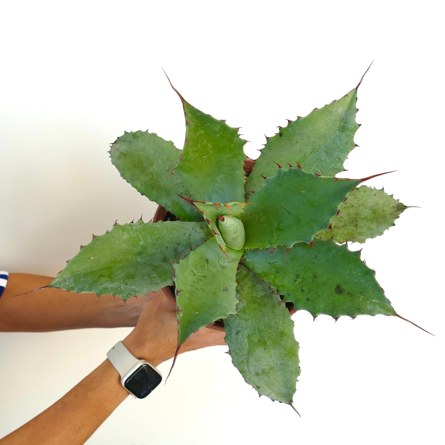 Agave parrasana X Agave bovicornuta X Agave salmiana F3 succulent with broad spiny green leaves