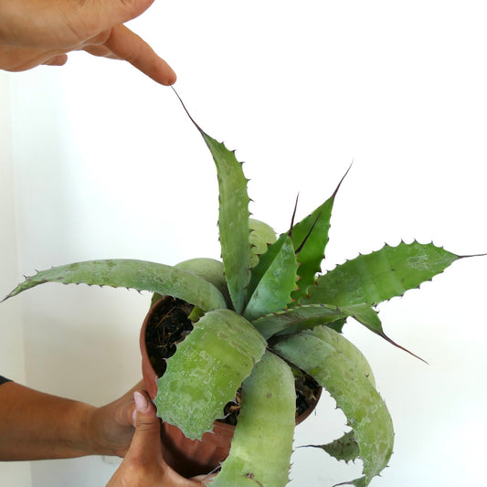 Agave parrasana X Agave eborispina succulent with broad spiny green leaves in terracotta pot