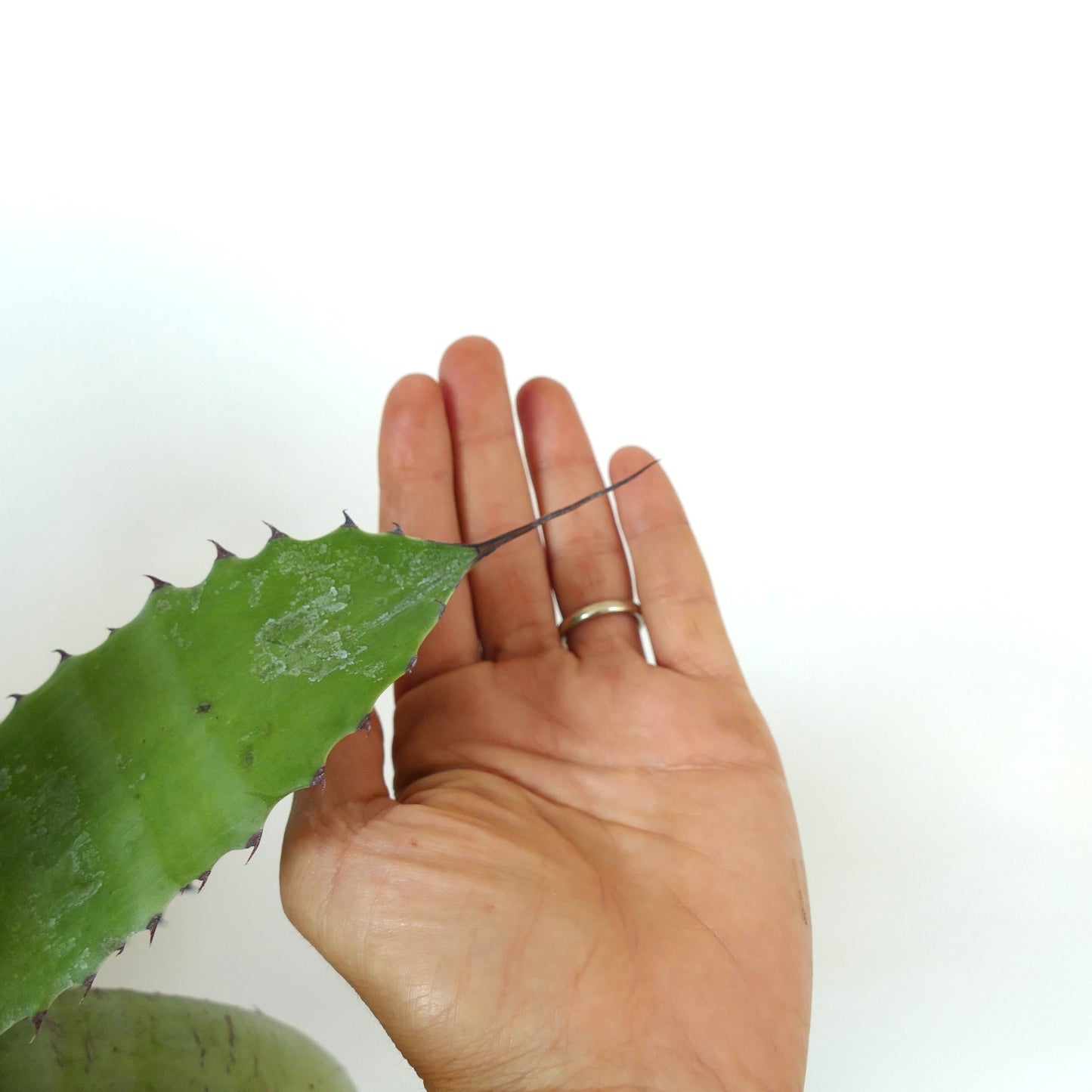 Agave parrasana X Agave eborispina succulent with thick green leaves and sharp dark spines