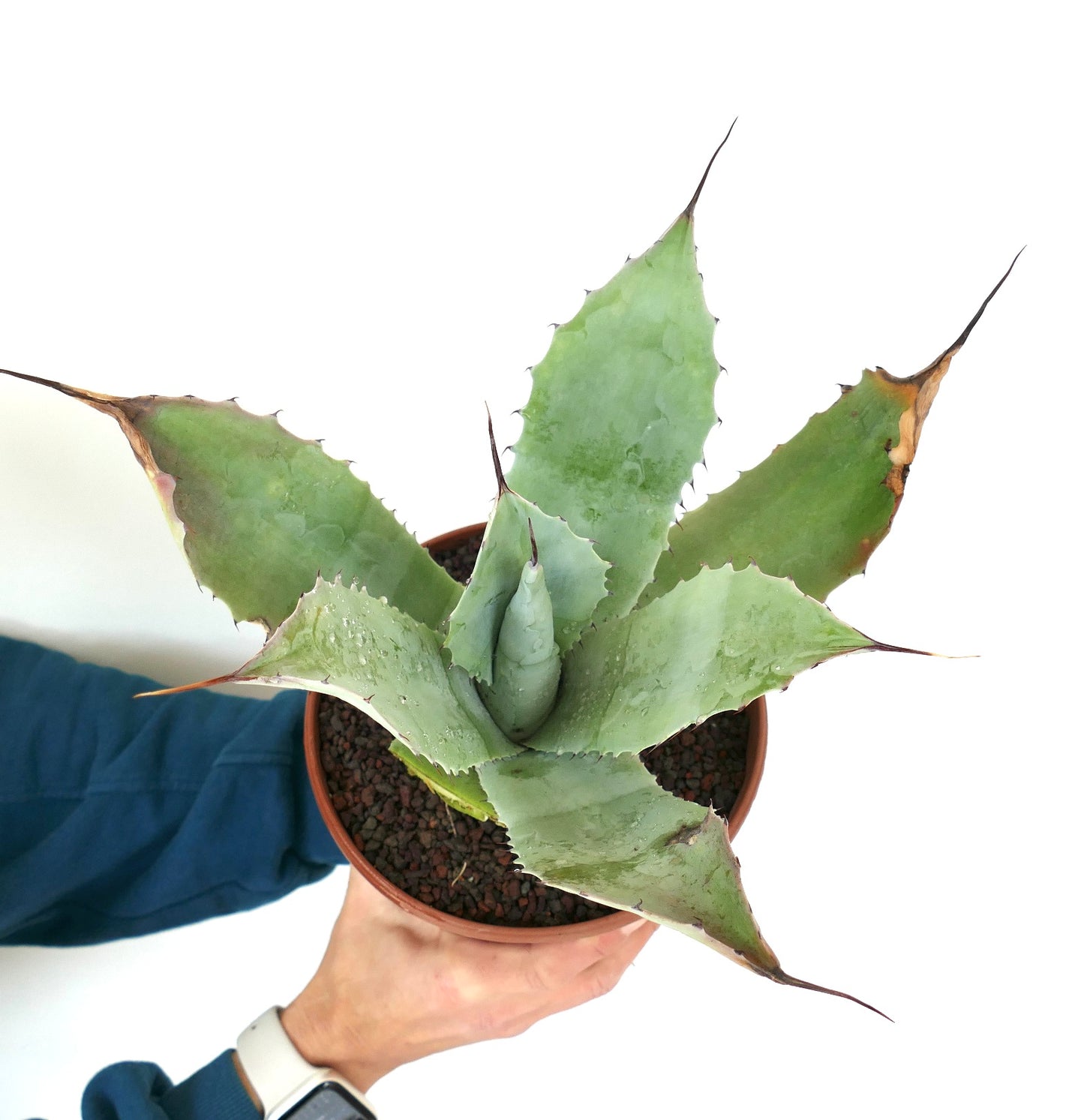 Agave parrasana X Agave ovatifolia (Mr. Corsi HYBRID) 91X