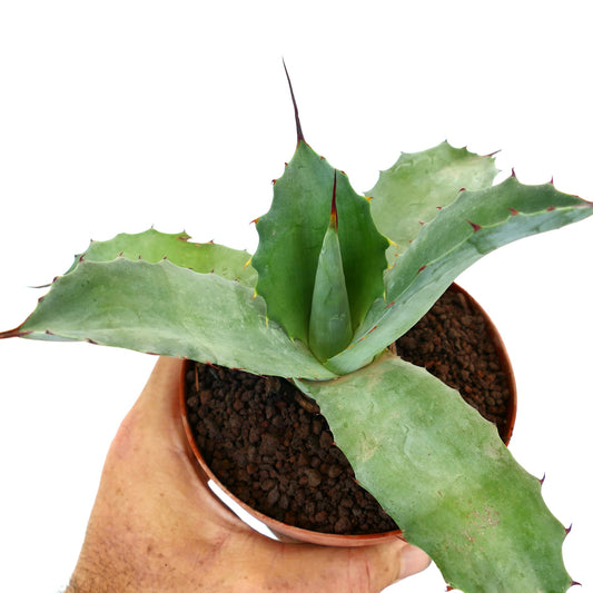 Agave parrasana X Agave ovatifolia succulent with broad blue-green leaves and sharp spines in pot