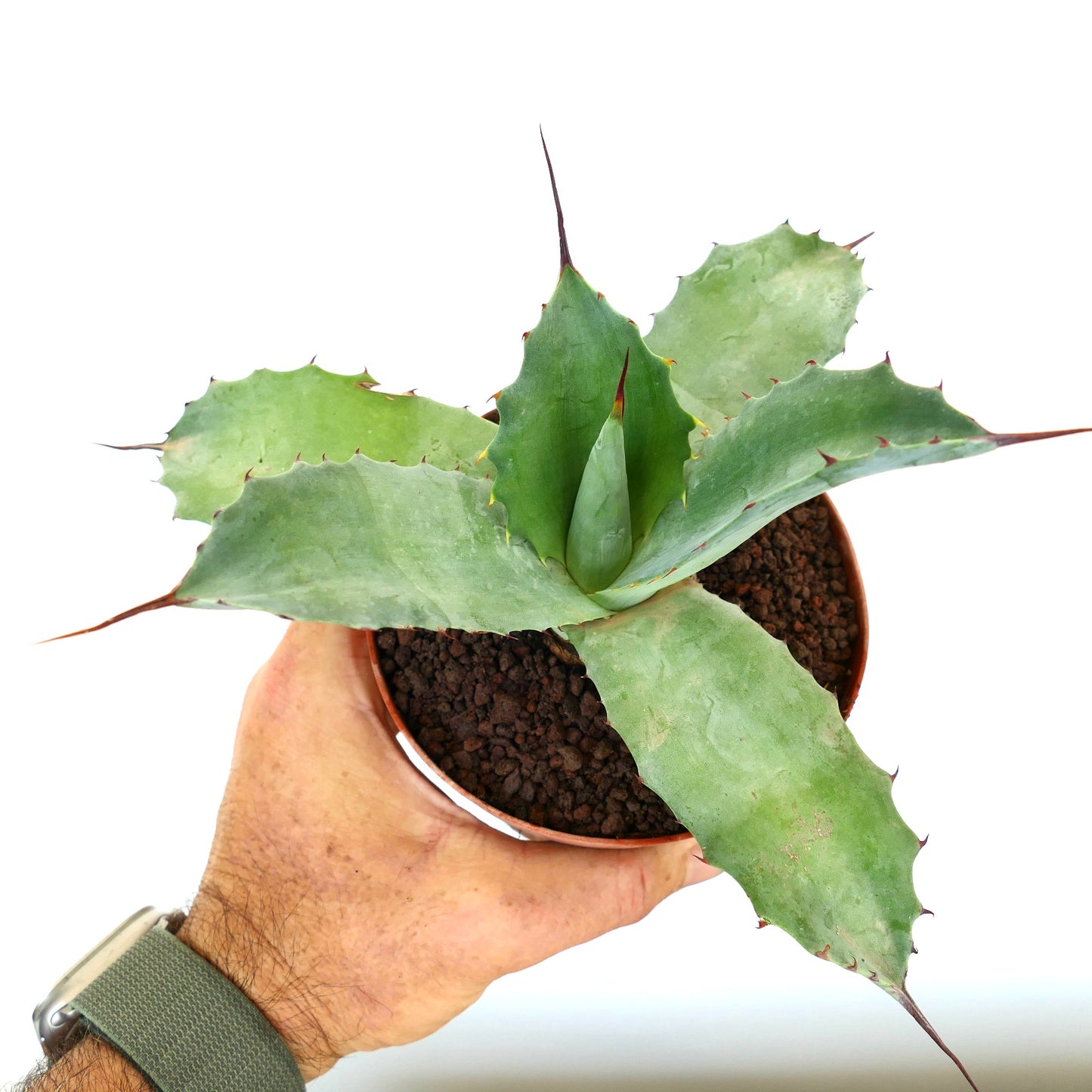 Agave parrasana X Agave ovatifolia succulent with broad blue-green leaves and sharp spines