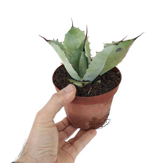 Agave parrasana X Agave ovatifolia succulent hybrid with thick blue-green leaves and sharp spines