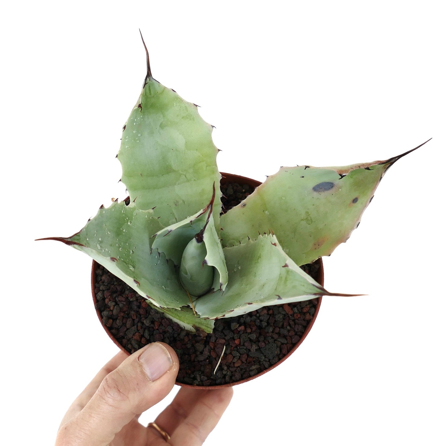 Agave parrasana X Agave ovatifolia (Mr. Corsi HYBRID) SPF6