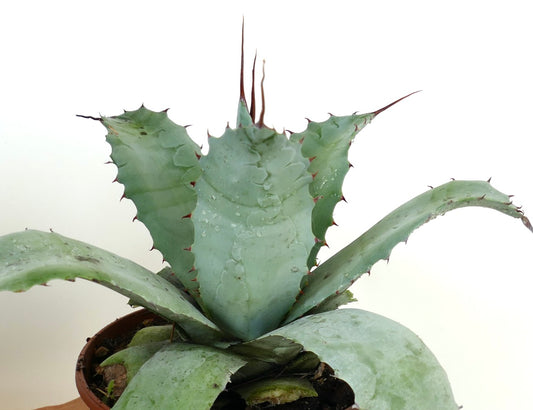 Agave parrasana X Agave utahensis var. eborispina succulent with broad blue-green leaves and sharp brown spines