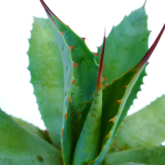 Agave parrasana X celsii succulent with thick green leaves and prominent reddish spines along edges