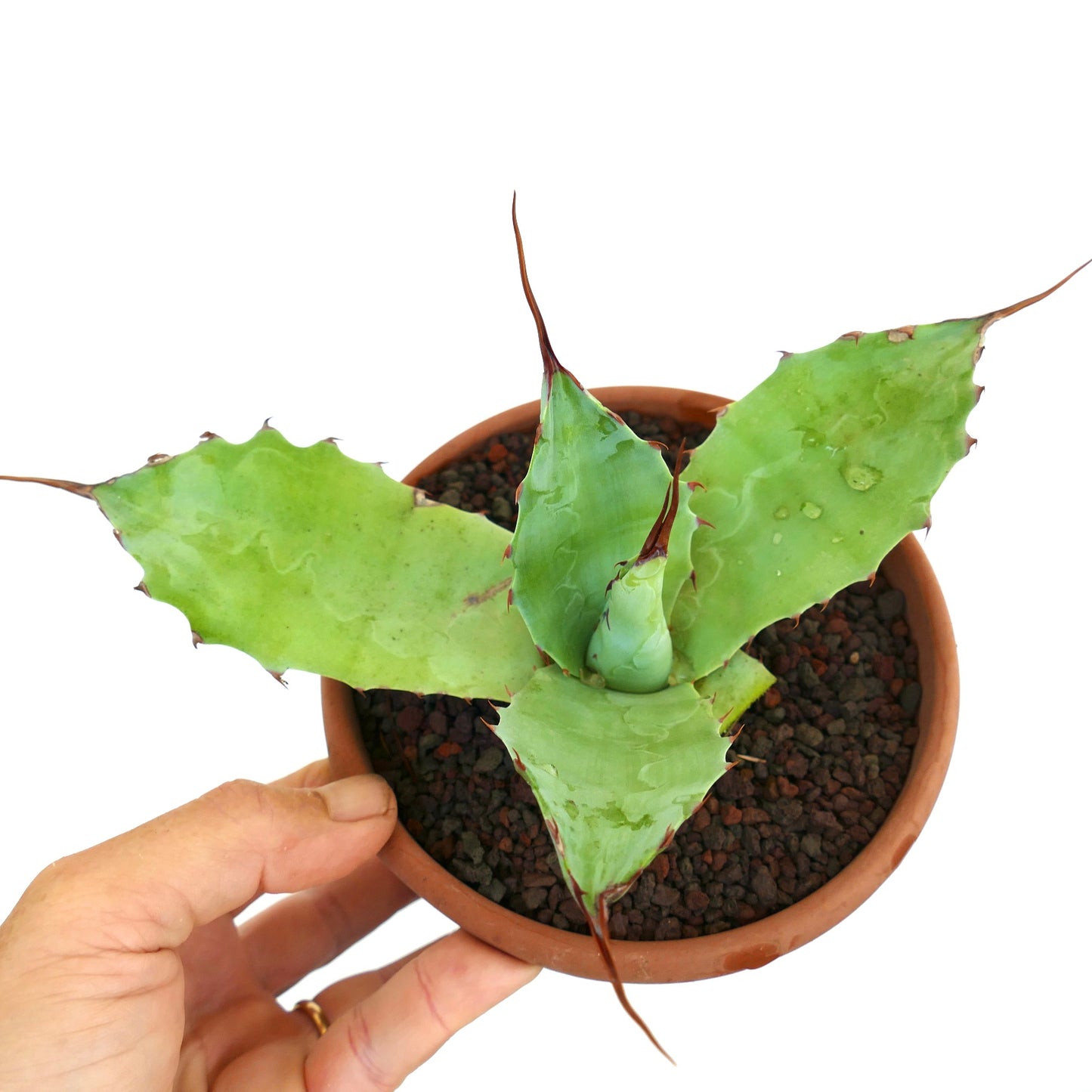 Agave parrasana X eborispina succulent with broad green leaves and long brown spines in pot