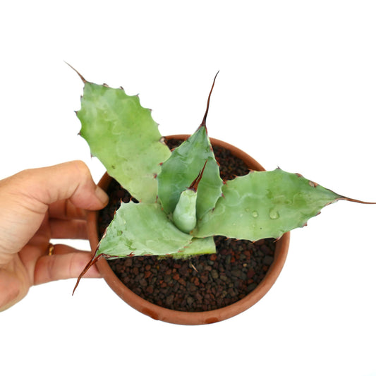 Agave parrasana X eborispina succulent with thick green leaves and long sharp brown spines in pot