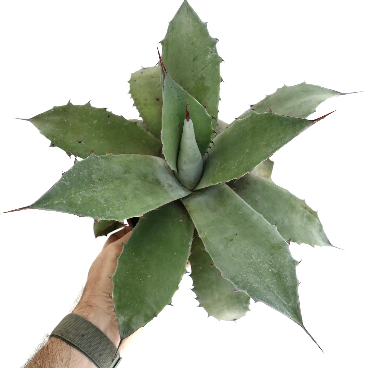 Agave parrasana x cv. 'SHAKA ZULU' succulenta con ampie foglie verdi spinose e punte appuntite tenuta in mano