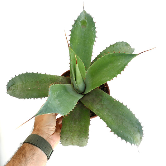 Agave parrasana x eborispina x ovatifolia succulent with broad spiny green leaves in pot
