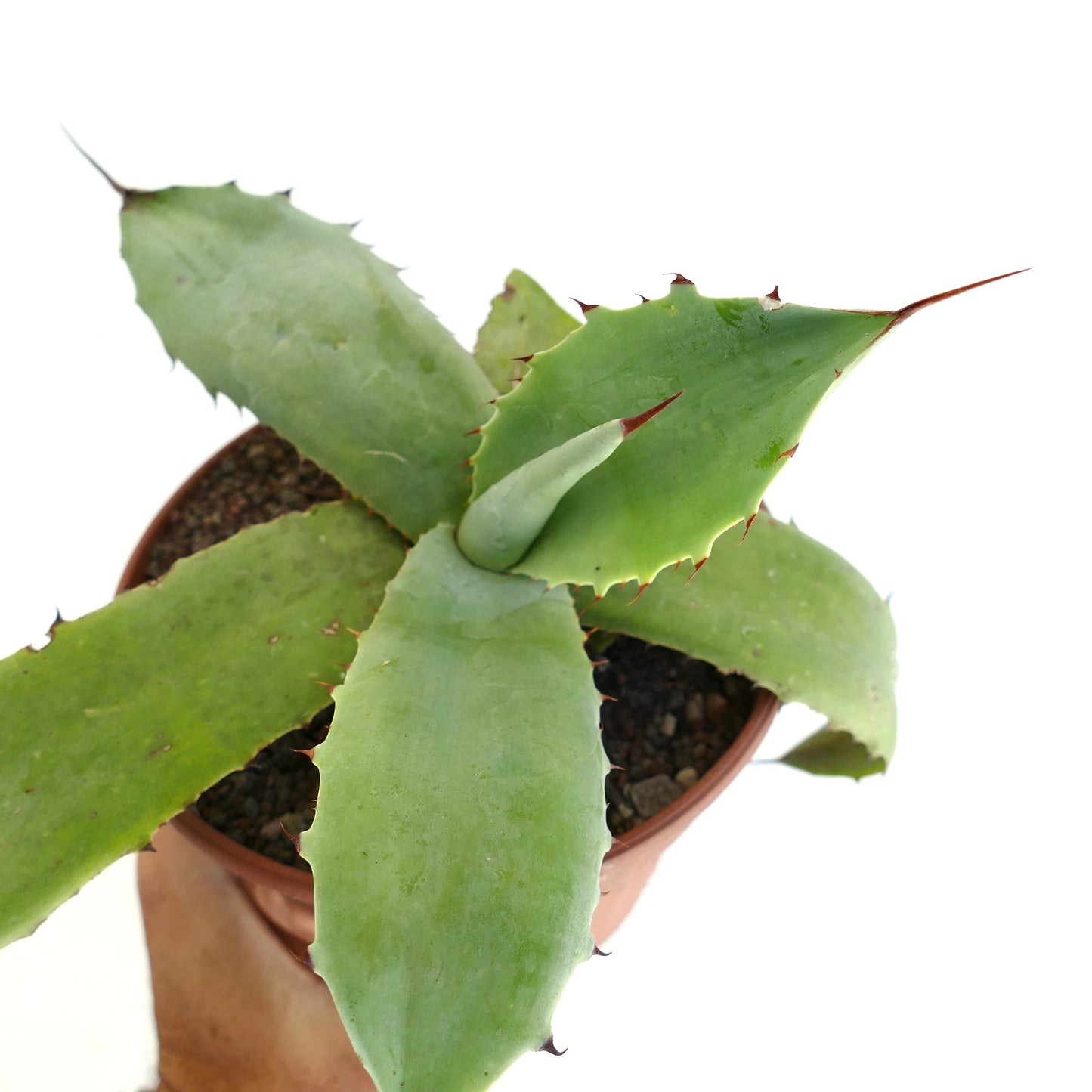 Agave parrasana x parryii succulent with broad green leaves and sharp reddish spines in pot