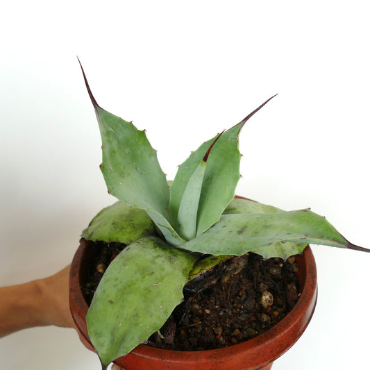 アガベ・パリーイ グリーン X アガベ・オバティフォリア 多肉植物、テラコッタ鉢に入った幅広の緑葉と鋭い暗色の棘付き