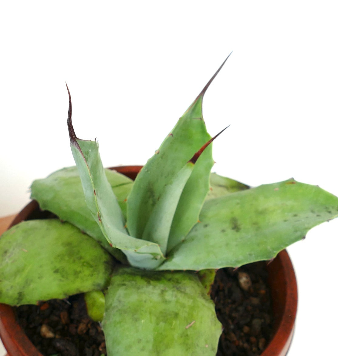Agave parryi GREEN X Agave ovatifolia succulent with thick green leaves and sharp dark spines