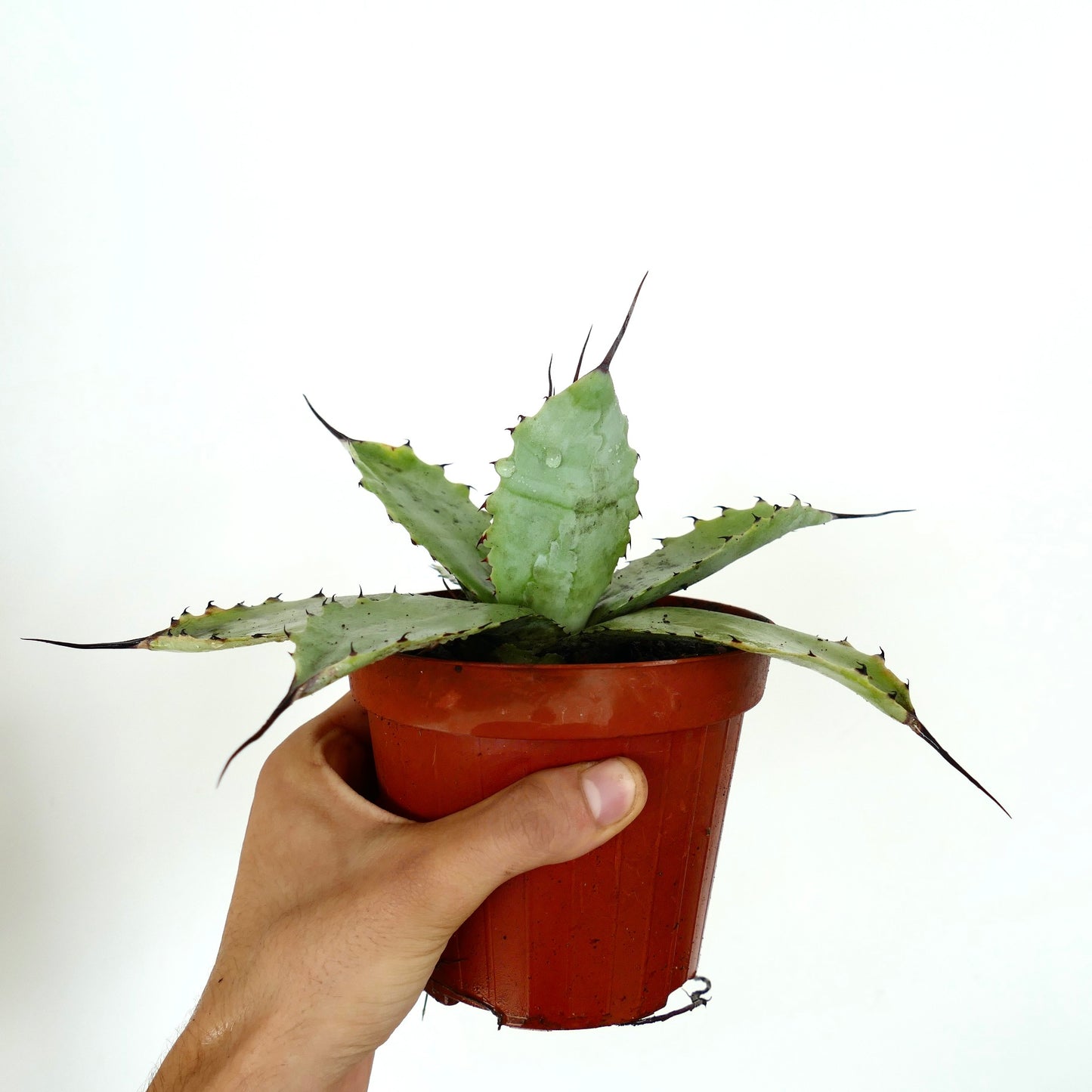 Agave parryi x Agave ovatifolia succulent aux feuilles épaisses bleu-vert et aux épines noires acérées