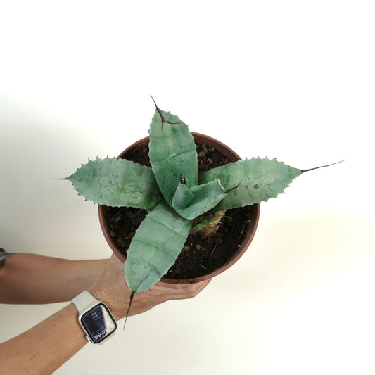 アガベ・パリーイ ハンティントン × アガベ・オバチフォリア 多肉植物で、幅広い青緑色の葉と鋭いトゲが特徴です