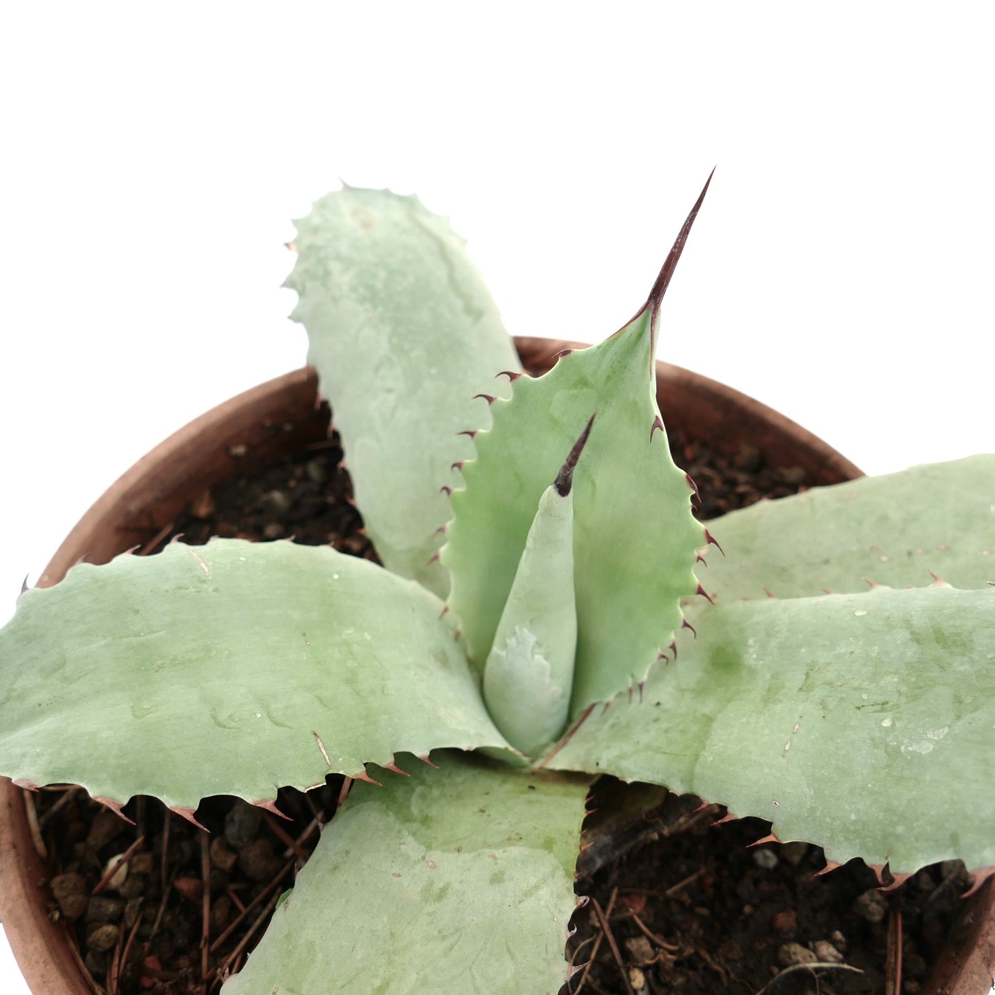 Hybride succulent Agave parryi X Agave bovicornuta avec de larges feuilles bleu-vert épineuses en pot
