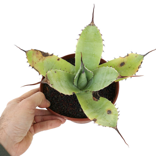 Agave parryi X Agave ovatifolia succulent with broad spiny leaves and brown leaf tips in pot