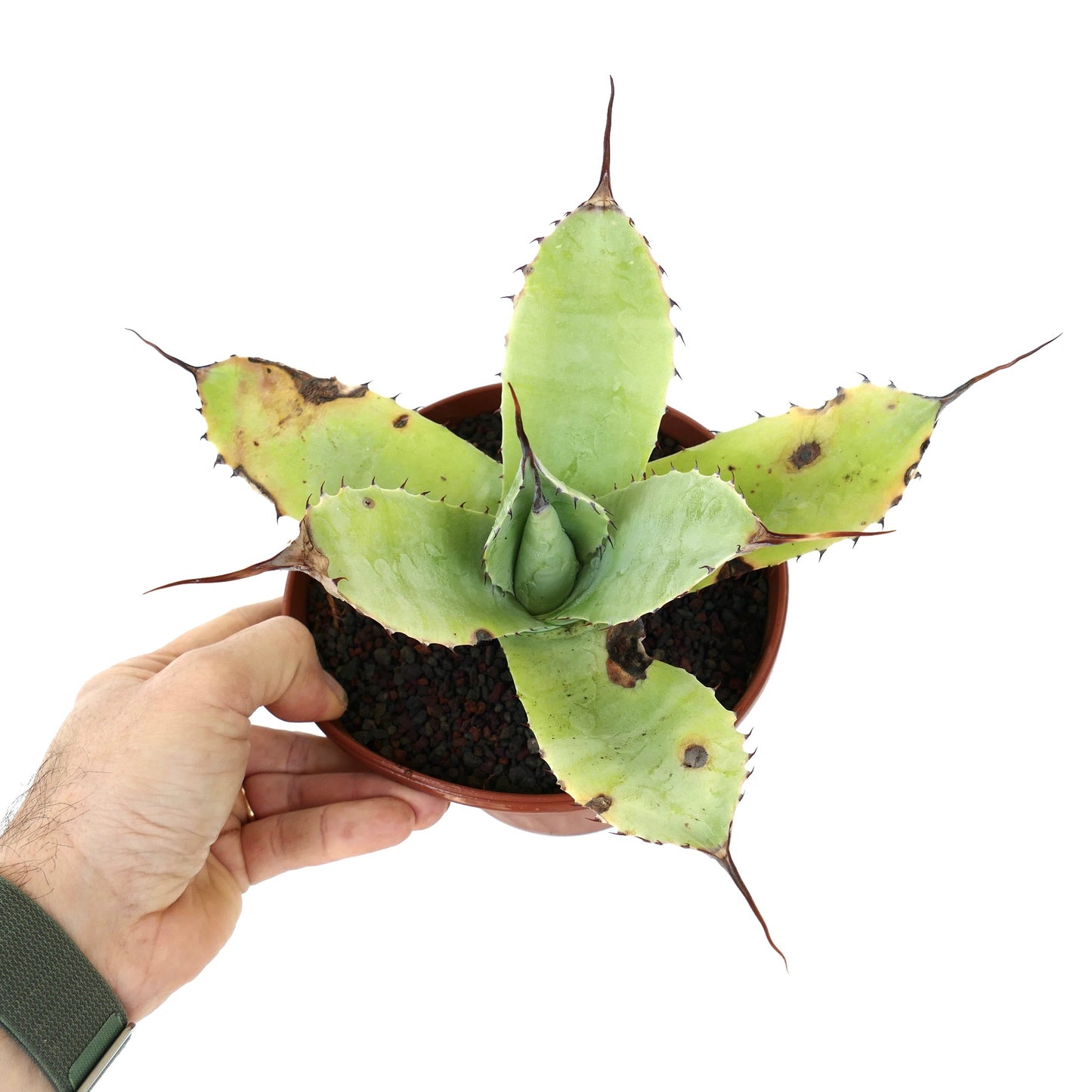 Agave parryi X Agave ovatifolia succulent hybrid with thick green leaves and long spines