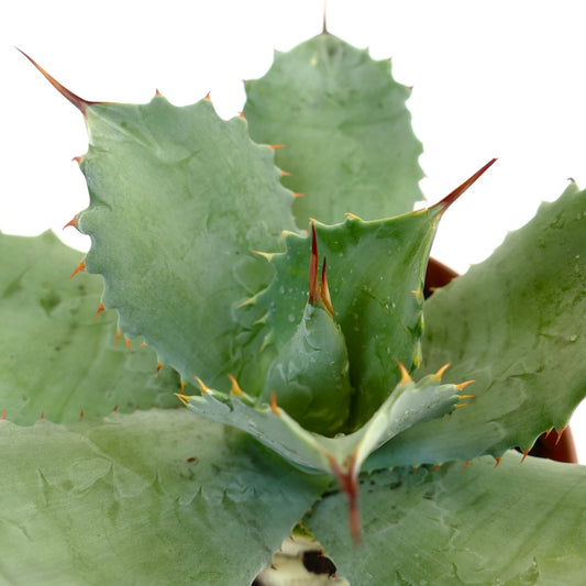 幅広い青緑色の葉と鋭い赤みがかった棘を持つアガベ・パリイ × オバティフォリア 多肉植物