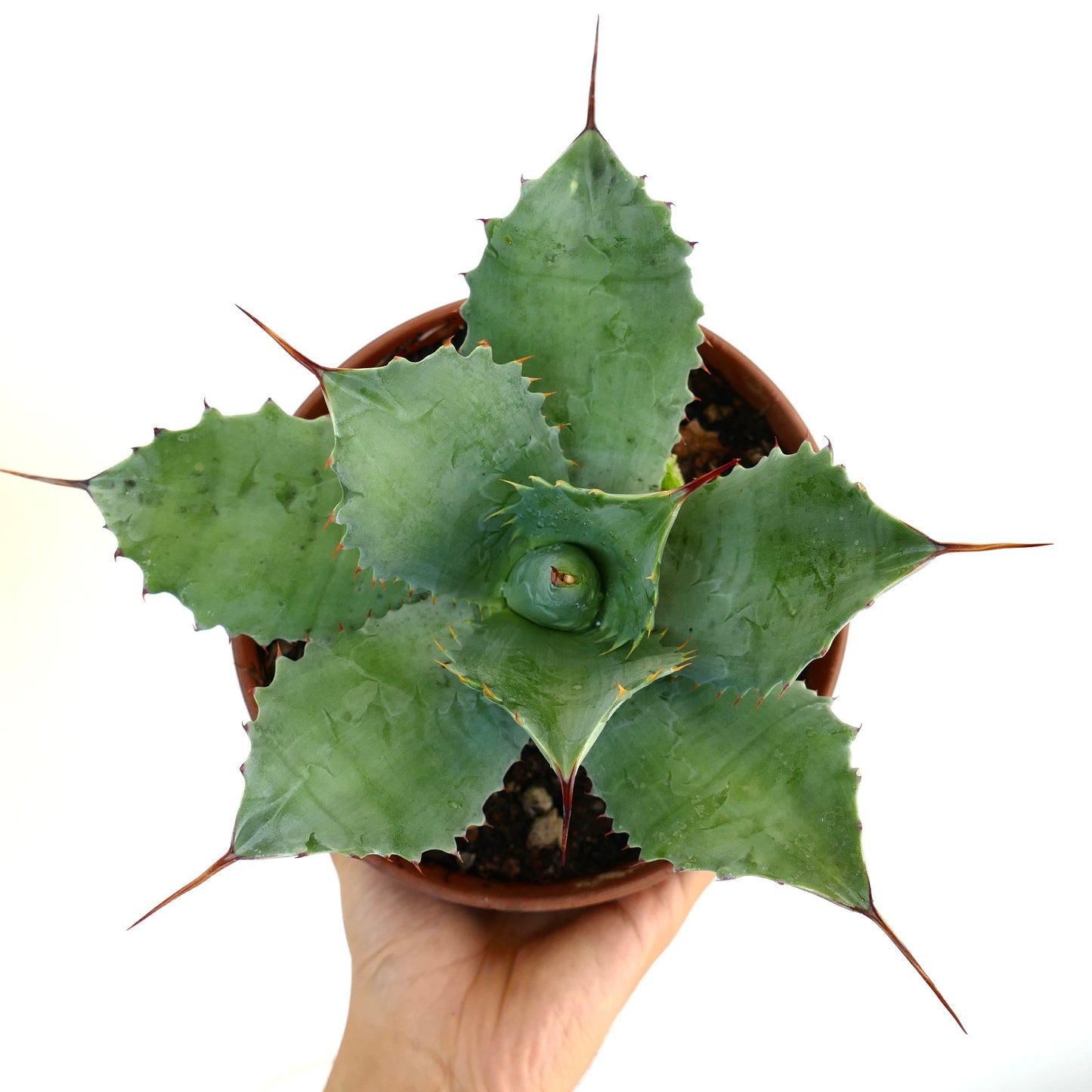 Agave parryi X ovatifolia succulente aux larges feuilles bleu-vert et aux épines rouges acérées