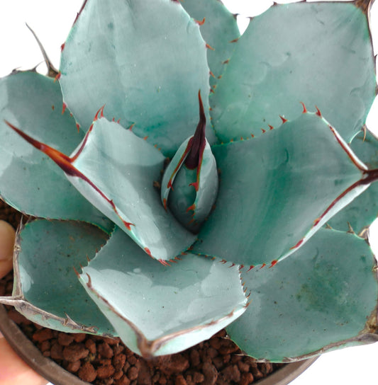 Agave parryi ‘BLUE Huntington’ succulent with blue-gray leaves and reddish spines in pot