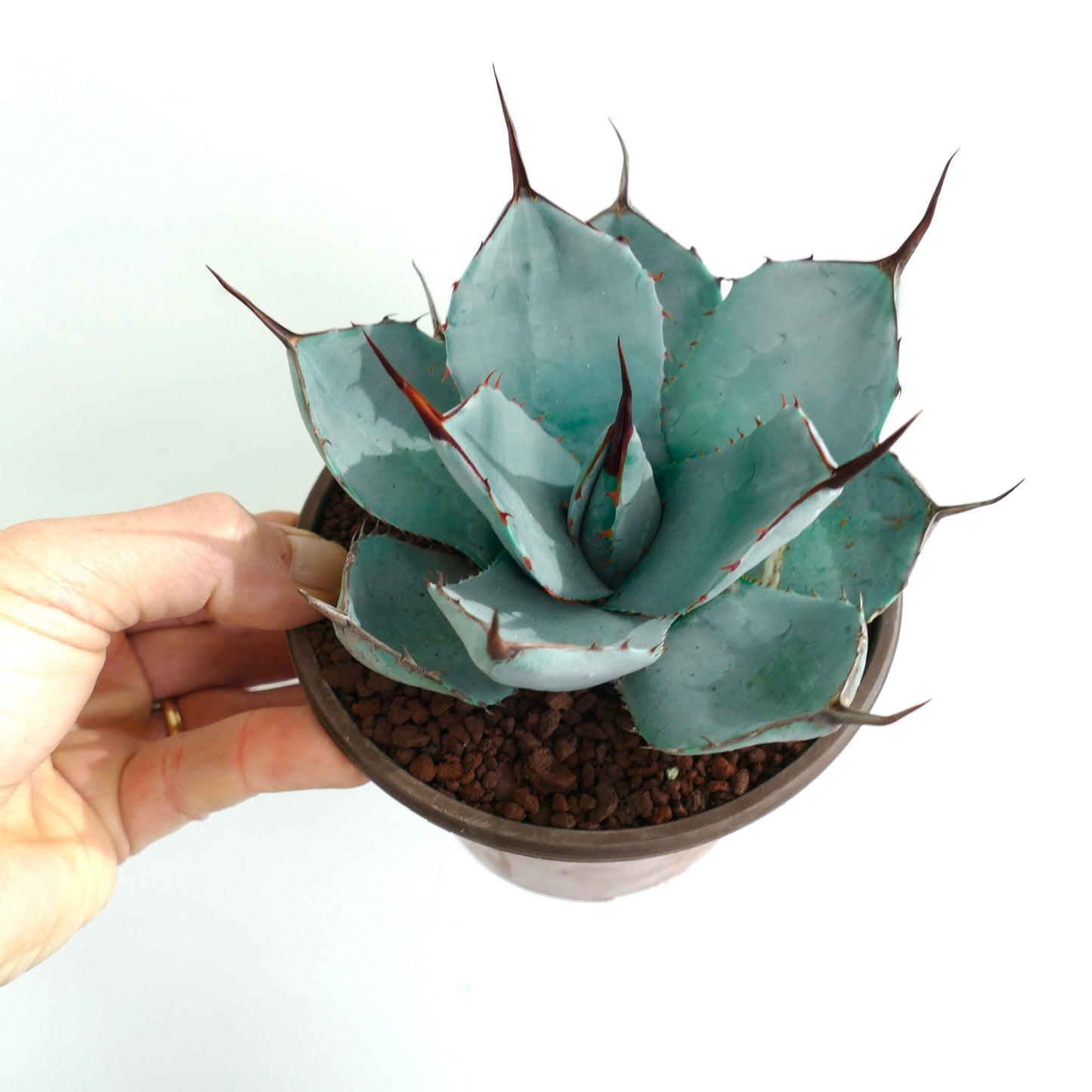 Agave parryi succulent with blue-green leaves and long brown spines in small pot