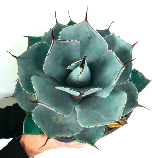 Agave parryi cultivar ‘BLUE Huntington’ succulent with thick blue-gray leaves and prominent brown spines