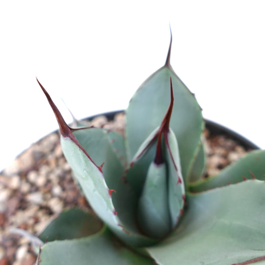 Agave parryi cv 'BLUE Huntington' succulent with blue-gray leaves and sharp reddish spines