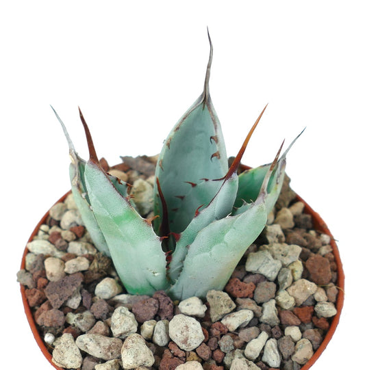Agave parryi cv 'BLUE Huntington' small succulent with blue-gray leaves and reddish spines in pot