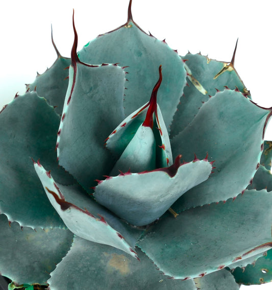Agave parryi cv ‘BLUE Huntington’ succulent with blue-gray leaves and sharp reddish spines